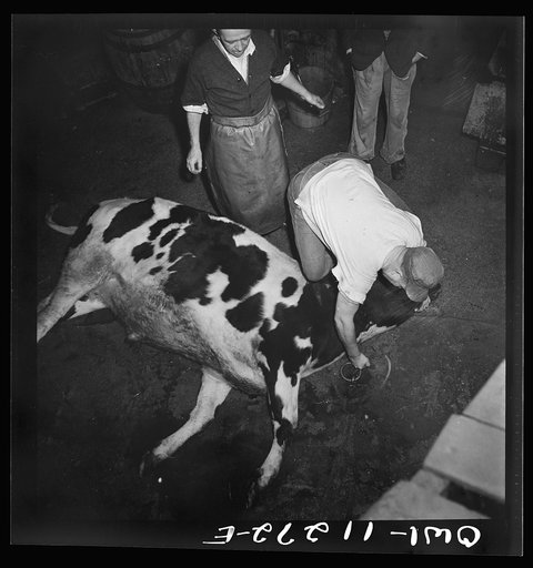 Lititz, Pennsylvania. Cutting the throat of a steer in Benjamin Lutz's slaughterhouse