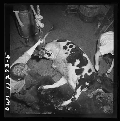 Lititz, Pennsylvania. Hoisting a slaughtered steer in Benjamin Lutz's slaughterhouse