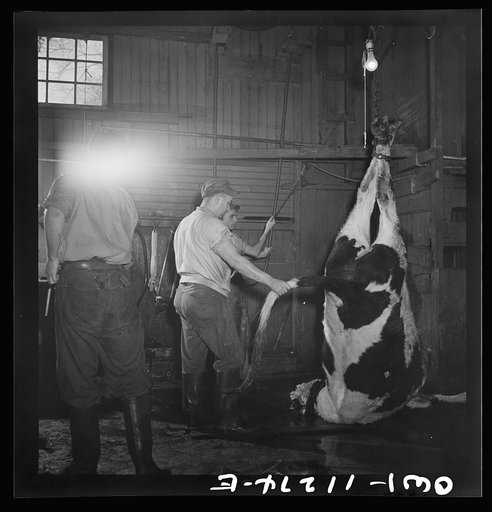 Untitled photo, possibly related to: Lititz, Pennsylvania. Hoisting a slaughtered steer in Benjamin Lutz's slaughterhouse