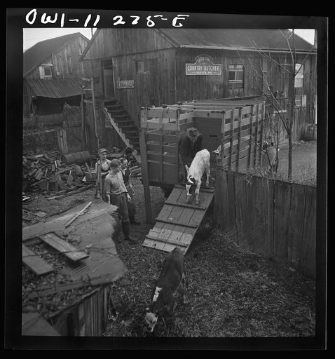 Lititz, Pennsylvania. Unloading calves and pig purchased at the union stockyards in Lancaster at Lutz's slaughterhouse
