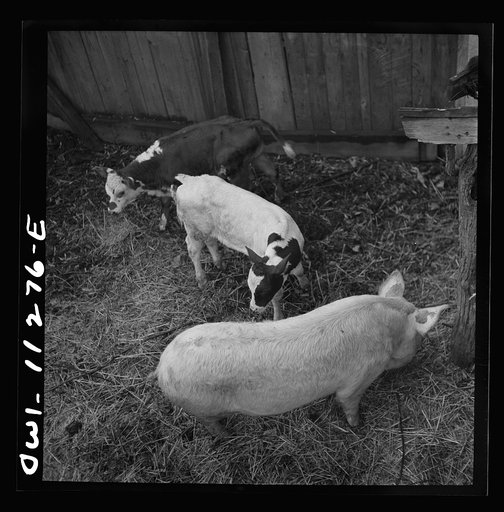 Lititz, Pennsylvania. Calves and pig before they are slaughtered at Lutz's slaughterhouse