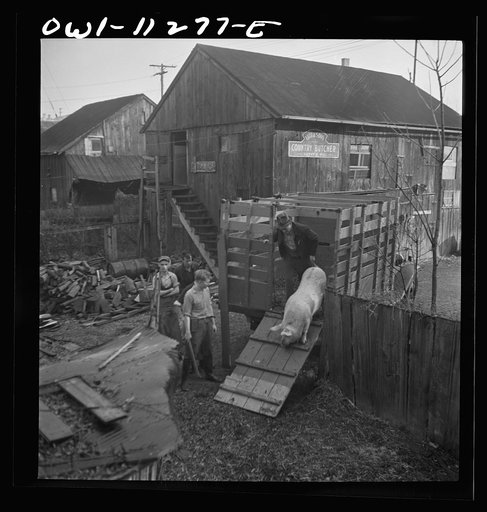 Untitled photo, possibly related to: Lititz, Pennsylvania. Unloading calves and pig purchased at the union stockyards in Lancaster at Lutz's slaughterhouse
