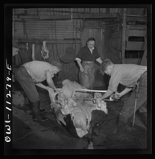 Lititz, Pennsylvania. Butchering a steer in Lutz's slaughterhouse