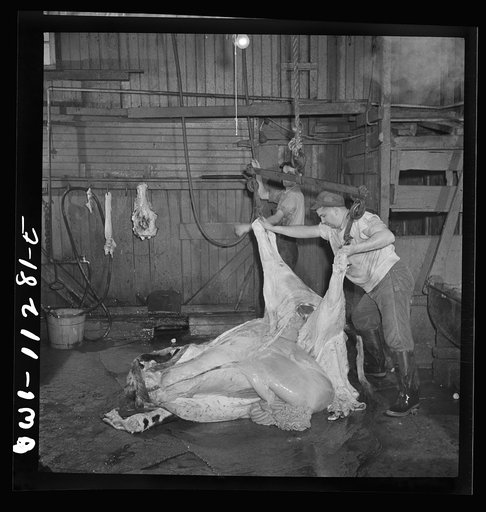 Lititz, Pennsylvania. Butchering a steer in Lutz's slaughterhouse