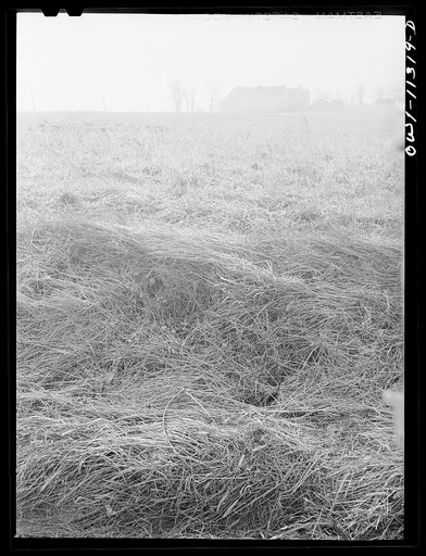 Lititz (vicinity), Pennsylvania. Farm in early morning