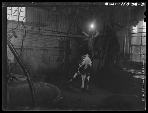 Untitled photo, possibly related to: Lititz, Pennsylvania. Butchering a steer in Lutz's slaughterhouse