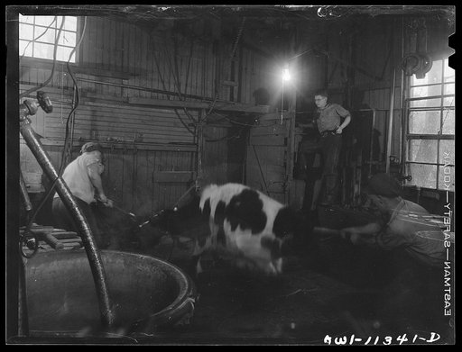 Untitled photo, possibly related to: Lititz, Pennsylvania. Butchering a steer in Lutz's slaughterhouse
