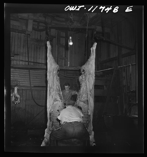 Lititz, Pennsylvania. Butchering a steer in the Lutz slaughterhouse