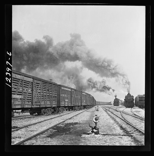 Chicago, Illinois. Cattle train coming into a Chicago and Northwestern Railroad yard