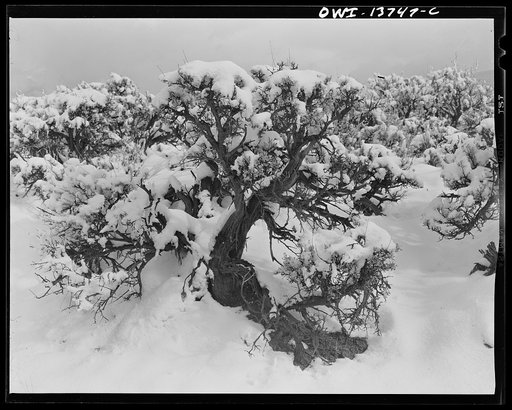 Taos, New Mexico. Sagebrush