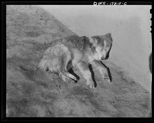A dog lying in the sun against an adobe wall in New Mexico