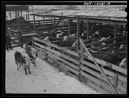 Calumet City, Illinois. Cattle at the Calumet Park stockyards. The stockyards are run by the Indiana Harbor Belt railroad as a feeding, watering and resting point for cattle arriving either for Chicago consumption and transfer for points east
