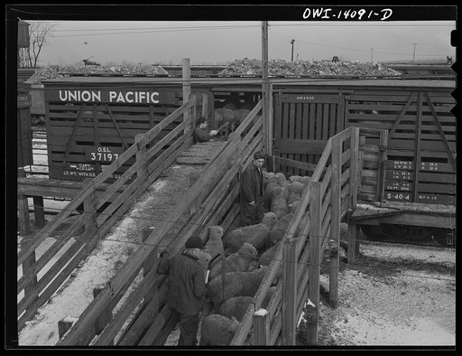 Untitled photo, possibly related to: Calumet City, Illinois. Part of the Calumet Park stockyards, run by the Indiana Harbor Belt railroad as a stock watering, feeding and resting point. The law requires that stock be watered, fed, and rested every thirty-six hours of a journey