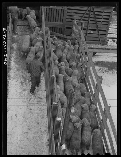 Untitled photo, possibly related to: Calumet City, Illinois. Part of the Calumet Park stockyards, run by the Indiana Harbor Belt railroad as a stock watering, feeding and resting point. The law requires that stock be watered, fed, and rested every thirty-six hours of a journey
