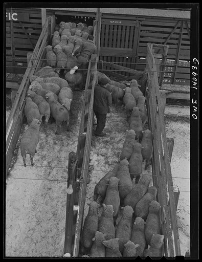 Untitled photo, possibly related to: Calumet City, Illinois. Part of the Calumet Park stockyards, run by the Indiana Harbor Belt railroad as a stock watering, feeding and resting point. The law requires that stock be watered, fed, and rested every thirty-six hours of a journey