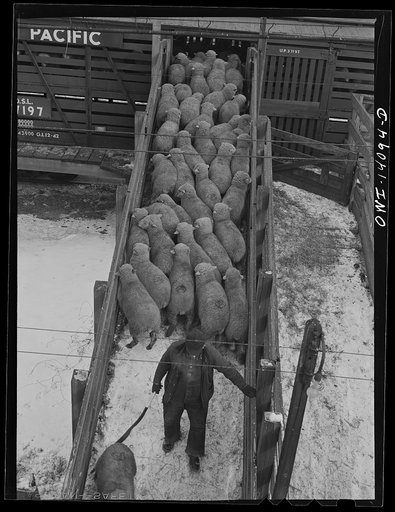 Untitled photo, possibly related to: Calumet City, Illinois. Part of the Calumet Park stockyards, run by the Indiana Harbor Belt railroad as a stock watering, feeding and resting point. The law requires that stock be watered, fed, and rested every thirty-six hours of a journey