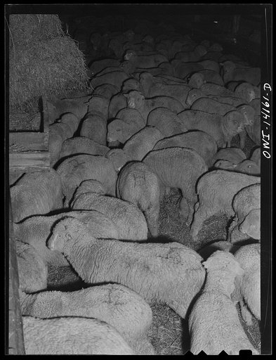 Calumet City, Illinois. Sheep brought into the Calumet Park stockyards of the Indiana Harbor Belt Railroad for watering, feeding and rest