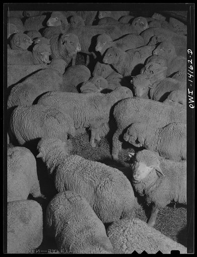 Calumet City, Illinois. Sheep brought into the Calumet Park stockyards of the Indiana Harbor Belt Railroad for watering, feeding and rest