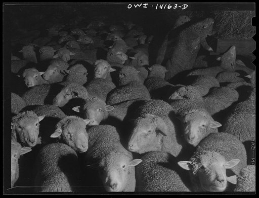 Untitled photo, possibly related to: Calumet City, Illinois. Sheep brought into the Calumet Park stockyards of the Indiana Harbor Belt Railroad for watering, feeding and rest