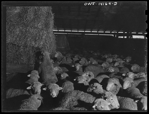 Untitled photo, possibly related to: Calumet City, Illinois. Sheep brought into the Calumet Park stockyards of the Indiana Harbor Belt Railroad for watering, feeding and rest