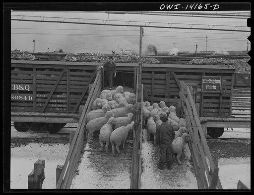 Calumet City, Illinois. Sheep being loaded into a stock car at the Calumet Park stockyards