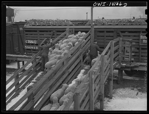 Untitled photo, possibly related to: Calumet City, Illinois. Sheep being loaded into a stock car at the Calumet Park stockyards