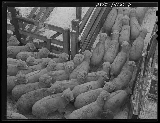 Calumet City, Illinois. Sheep being loaded into a stock car at the Calumet Park stockyards