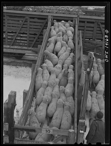 Calumet City, Illinois. Sheep being loaded into a stock car at the Calumet Park stockyards