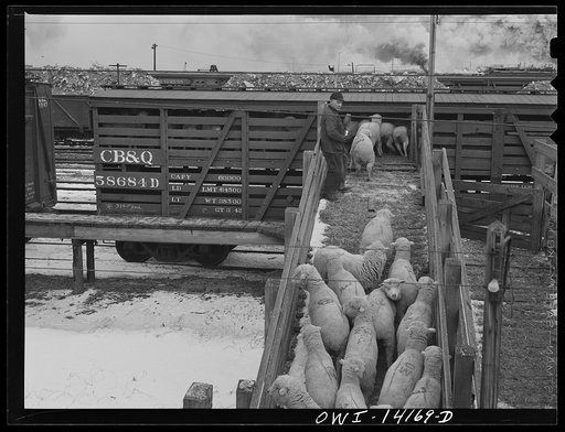 Untitled photo, possibly related to: Calumet City, Illinois. Sheep being loaded into a stock car at the Calumet Park stockyards
