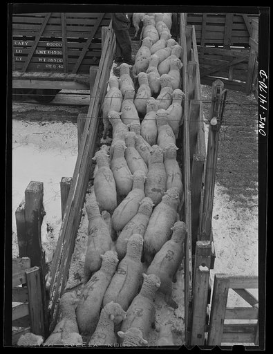 Untitled photo, possibly related to: Calumet City, Illinois. Sheep being loaded into a stock car at the Calumet Park stockyards