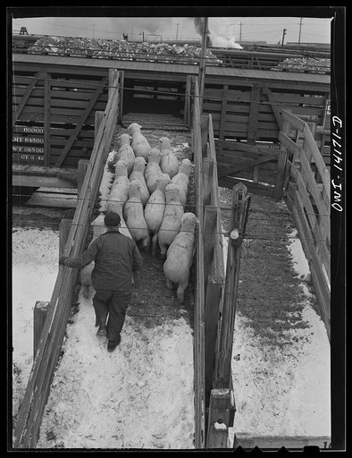 Untitled photo, possibly related to: Calumet City, Illinois. Sheep being loaded into a stock car at the Calumet Park stockyards