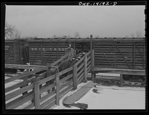 Untitled photo, possibly related to: Calumet City, Illinois. Loading cattle at the Calumet Park stockyards of the Indiana Harbor Belt Railroad