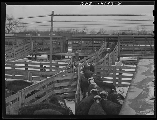 Untitled photo, possibly related to: Calumet City, Illinois. Loading cattle at the Calumet Park stockyards of the Indiana Harbor Belt Railroad