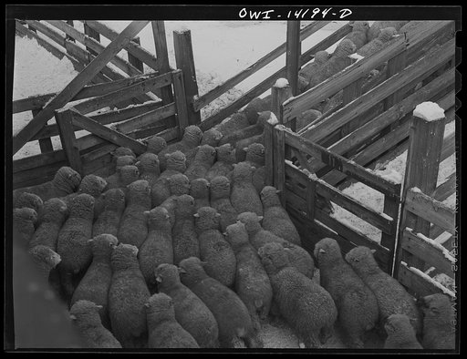 Untitled photo, possibly related to: Calumet City, Illinois. Sheep being loaded into a stock car at the Calumet Park stockyards