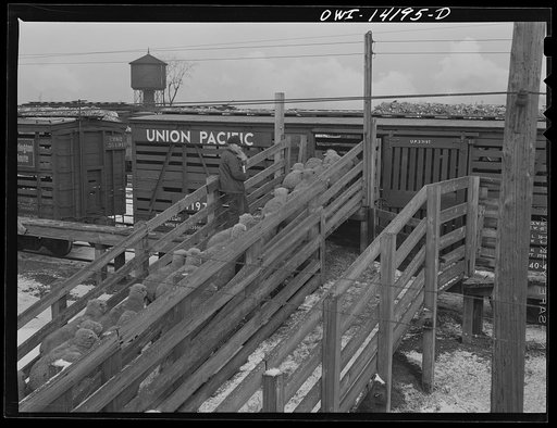 Untitled photo, possibly related to: Calumet City, Illinois. Sheep being loaded into a stock car at the Calumet Park stockyards