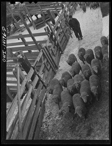 Untitled photo, possibly related to: Calumet City, Illinois. Sheep being loaded into a stock car at the Calumet Park stockyards