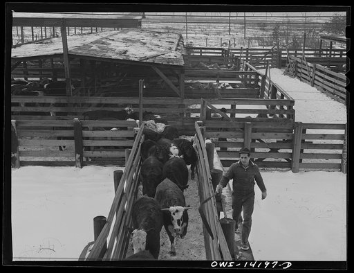 Calumet City, Illinois. Loading cattle at the Calumet Park stockyards of the Indiana Harbor Belt Railroad