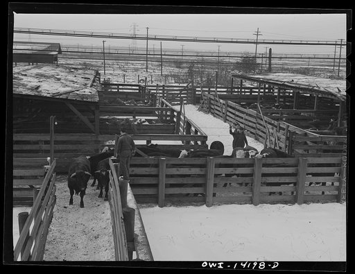 Untitled photo, possibly related to: Calumet City, Illinois. Loading cattle at the Calumet Park stockyards of the Indiana Harbor Belt Railroad