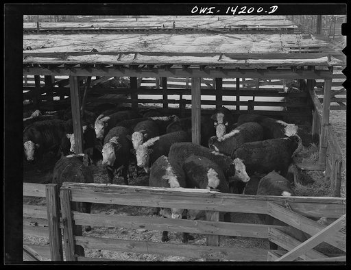 Calumet City, Illinois. Cattle that have been brought into the Calumet Park stockyards for watering, feeding and rest