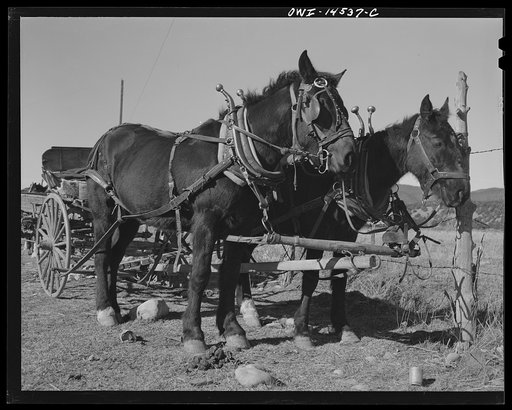 Penasco, New Mexico. Wagons hitched in front of the clinic operated by the Taos County cooperative health association