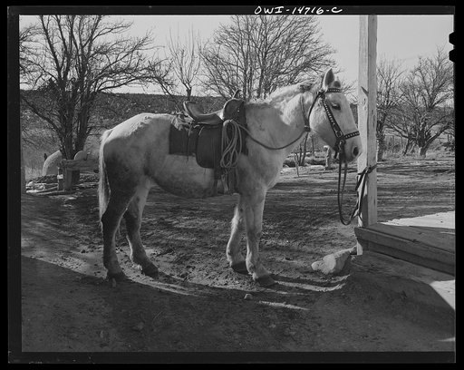 Ojo Sarco, New Mexico. Ojo Sarco valley is scattered with villages which have grown up around one family. The land is re-divided until its owners are forced to go elsewhere to make cash, while their families remain at home. Horse flesh in this region is short and sturdy and must serve behind the plo