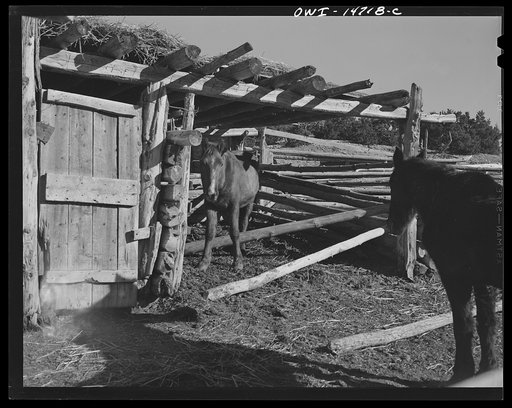 Untitled photo, possibly related to: Ojo Sarco, New Mexico. Ojo Sarco valley is scattered with villages which have grown up around one family. The land is re-divided until its owners are forced to go elsewhere to make cash, while their families remain at home. The villagers gather poles for sheds an