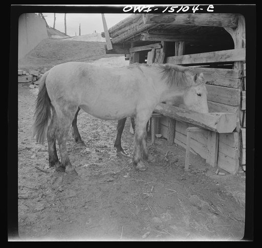 Trampas, New Mexico. The horses belonging to Juan Lopez, the majordomo (mayor) [i.e., steward], getting an extra portion of oats, after the trip to the mountains for firewood