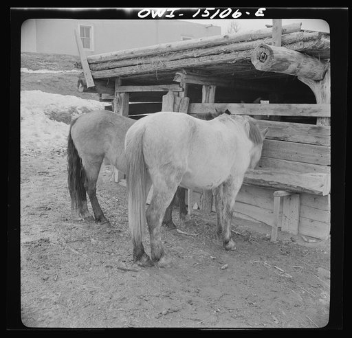 Trampas, New Mexico. The horses belonging to Juan Lopez, the majordomo (mayor) [i.e., steward], getting an extra portion of oats, after the trip to the mountains for firewood