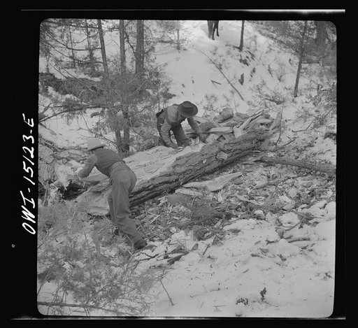 Untitled photo, possibly related to: Trampas, New Mexico. The United States Forest service marked this dead tree. Juan Lopez, the majordomo (mayor) [i.e., steward], and his son cut it down, split it up, and carry it home for fuel