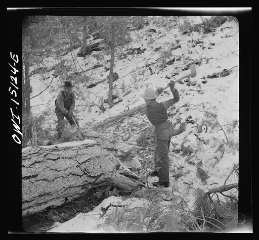 Untitled photo, possibly related to: Trampas, New Mexico. The United States Forest service marked this dead tree. Juan Lopez, the majordomo (mayor) [i.e., steward], and his son cut it down, split it up, and carry it home for fuel