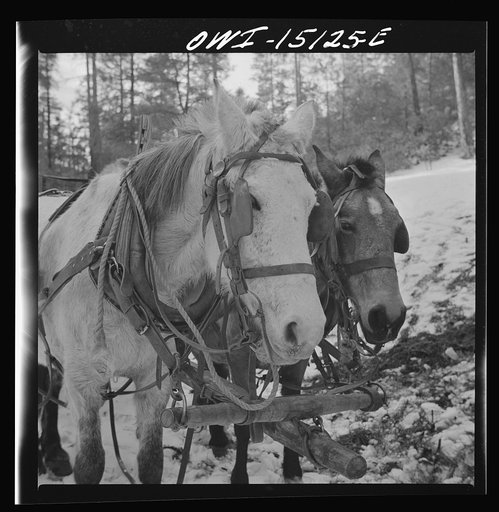 Trampas, New Mexico. Team belonging to Juan Lopez, the majordomo (mayor) [i.e., steward], waiting for him to load the wagon with firewood