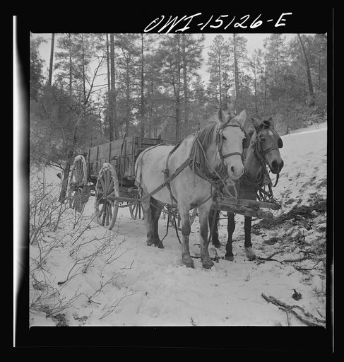 Trampas, New Mexico. Team belonging to Juan Lopez, the majordomo (mayor) [i.e., steward], waiting for him to load the wagon with firewood