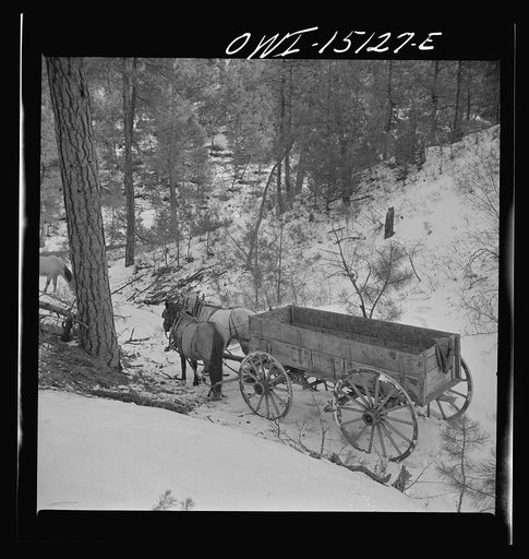 Trampas, New Mexico. Team belonging to Juan Lopez, the majordomo (mayor) [i.e., steward], waiting for him to load the wagon with firewood