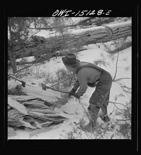 Trampas, New Mexico. The United States Forest service marked this dead tree. Juan Lopez, the majordomo (mayor) [i.e., steward], and his son cut it down, split it up, and carry it home for fuel